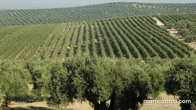 Ferme bien équipée 80 hectares oliviers vignes chahdia proximité ait yaazem bon chiffre d' affaire — Meknès