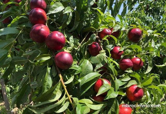 Ferme bien équipée 80 hectares oliviers vignes chahdia proximité ait yaazem bon chiffre d' affaire — 3