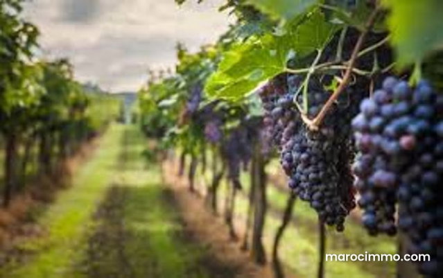 Ferme bien équipée 80 hectares oliviers vignes chahdia proximité ait yaazem bon chiffre d' affaire — 2