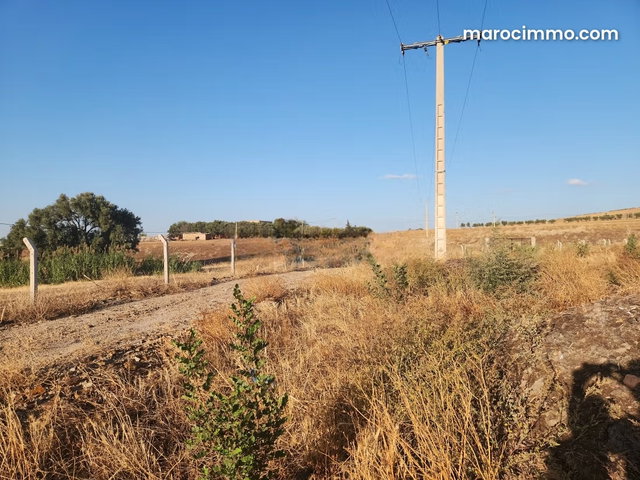 Ferme kharoub 20 hectares sur route goudronnée 1 km de hajeb — 4