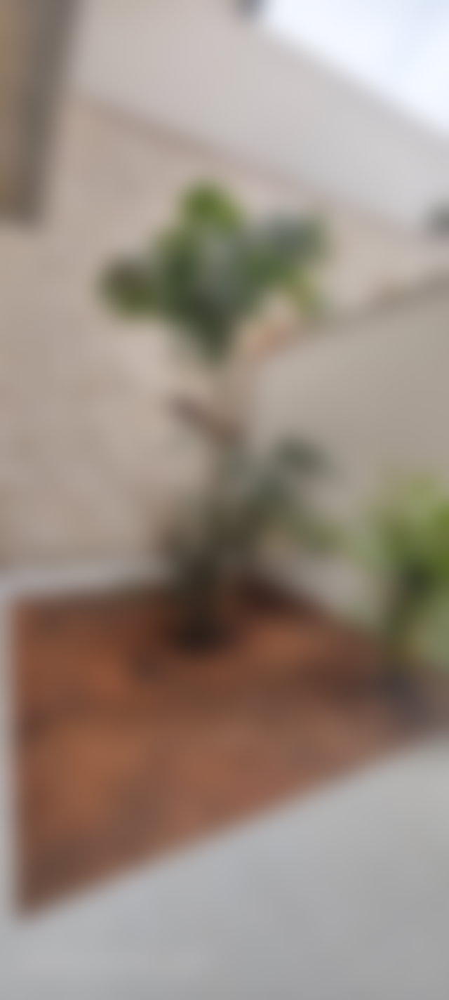 Villa neuve 1300 m², 5 suites avec terrasses privées, Souissi Rabat — 3
