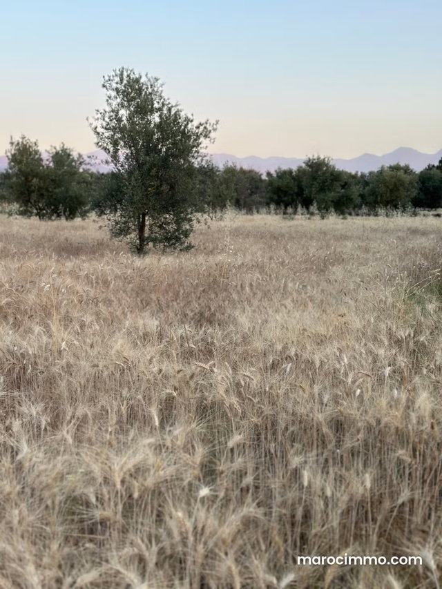 Terrain en vente à Tamazouzte. Superficie 9600 m² — 4