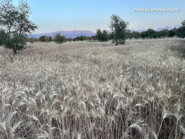Terrain en vente à Tamazouzte. Superficie 9600 m² — 2