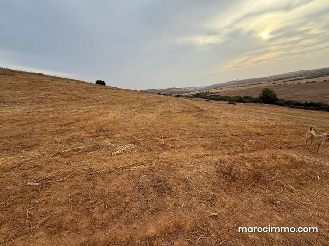 Land 2.6 H FOR SALE in Tiflet — 3