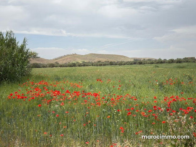 Terrain Titrée À Vendre 11 Hec Km 35 Ait Ourire — 2