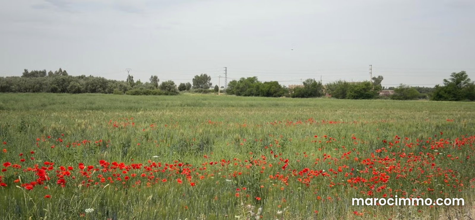 11-Hectare Plot of Land in Ait Ourir, Marrakech Road — Ait Ourir