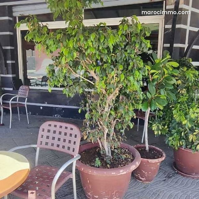 Local commercial à Vendre de 23.0 m² à Salé, Tabriquet — 5